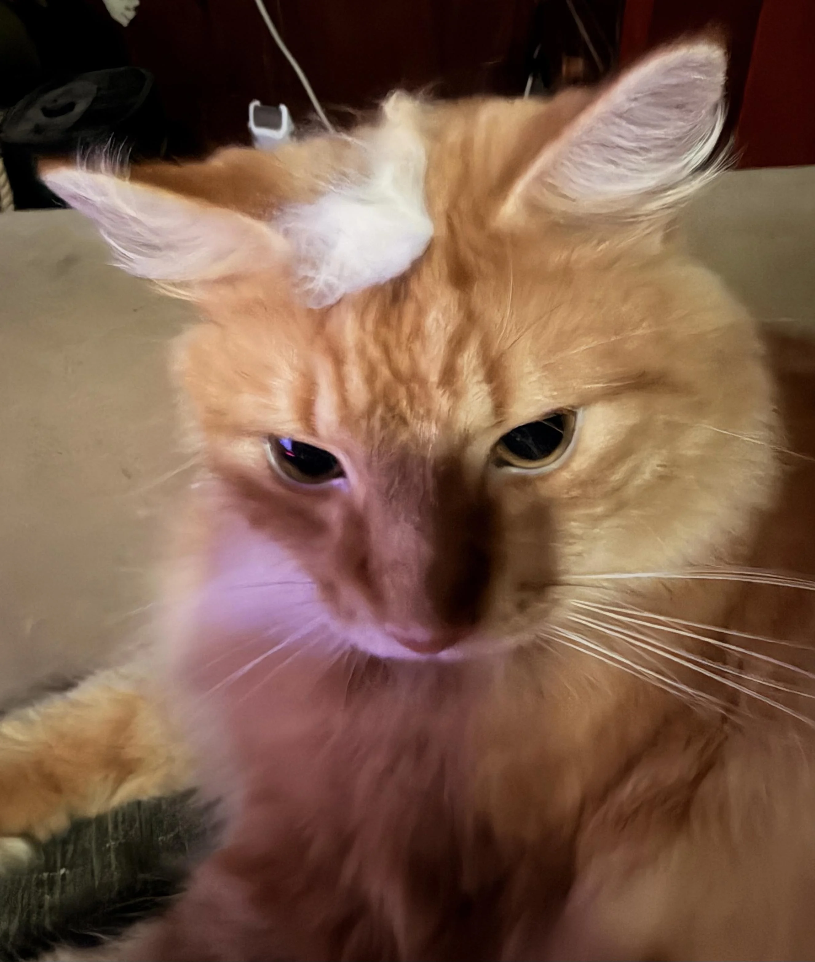 An orange cat with distinctive fur on its head is staring intently at the camera. The cat's fur is fluffy, and there is a small patch of white fur on its forehead. The background is slightly blurred, suggesting a cozy indoor setting.