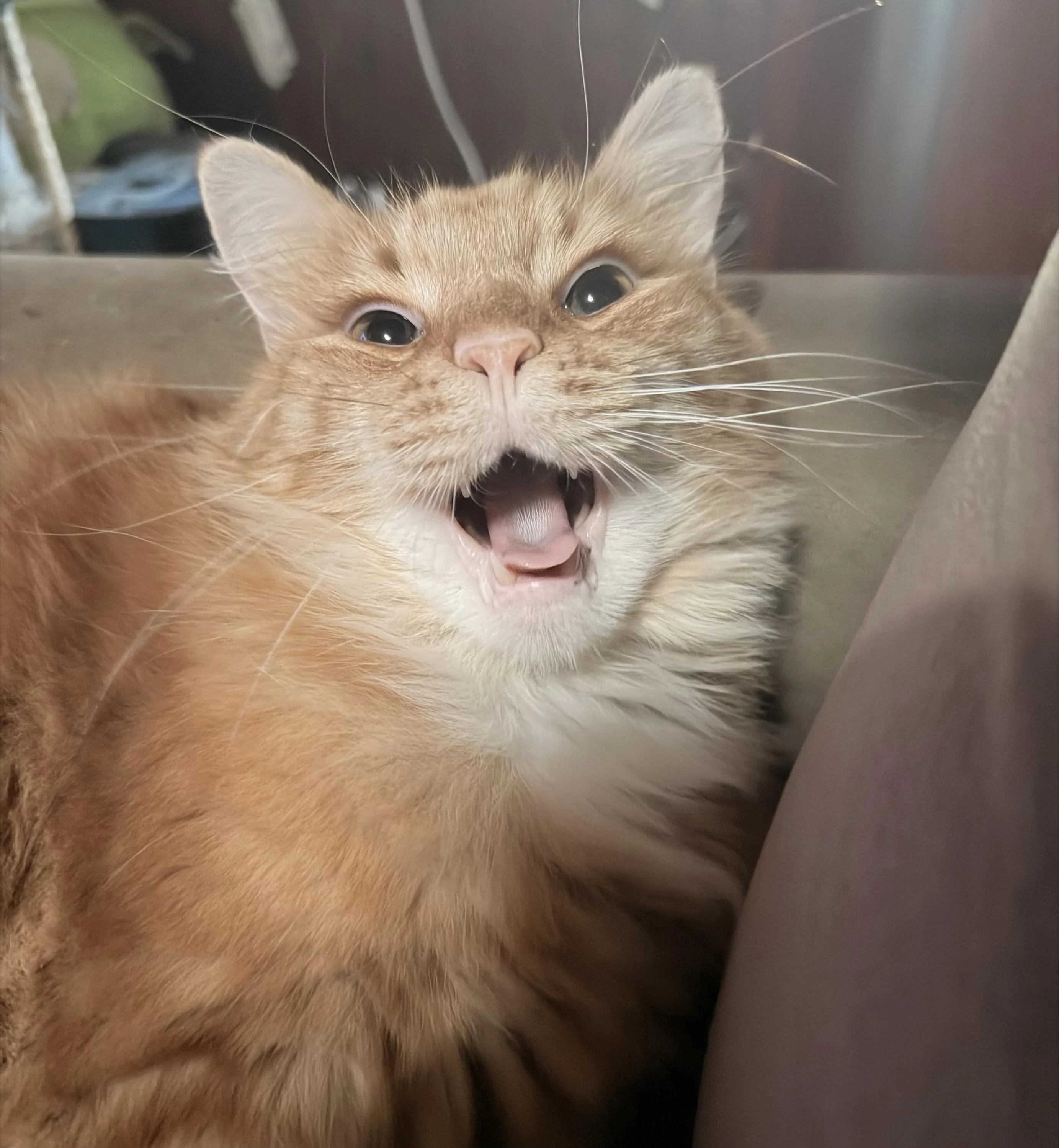 A close-up of a fluffy orange cat with its mouth open, appearing to be preparing to sneeze.The cat's expressive eyes and whiskers are visible, set against a blurred background.